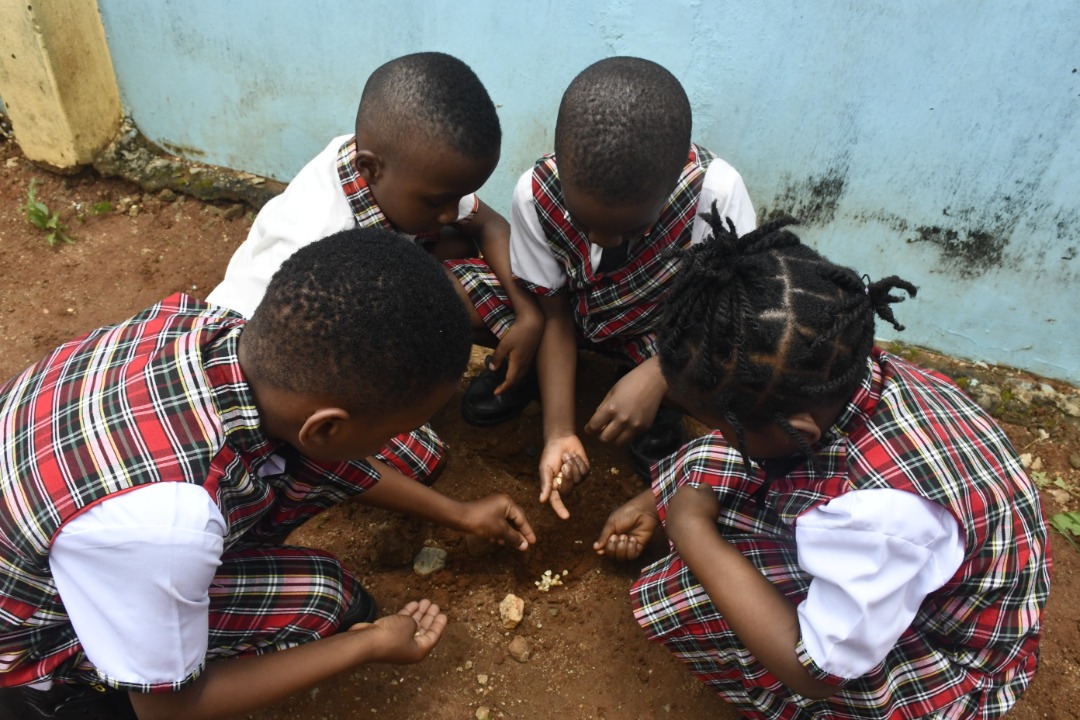 <p>NURSERY 2 Pupils planting maize seed.</p>