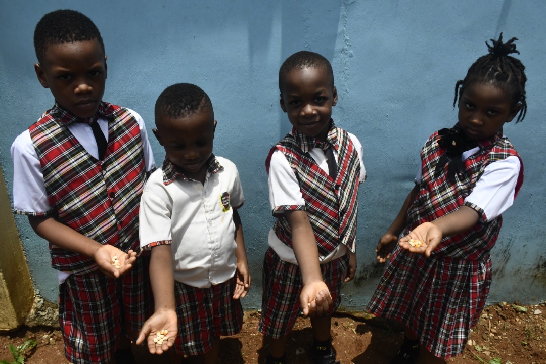 <p>NURSERY 2 Pupils planting maize seed.</p>